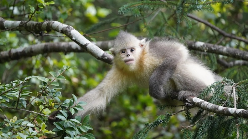 Black-and-white Snub-nosed Monkey (Rhinopithecus bieti) at Baima Snow Mountain Nature Reserve, Biqing, China